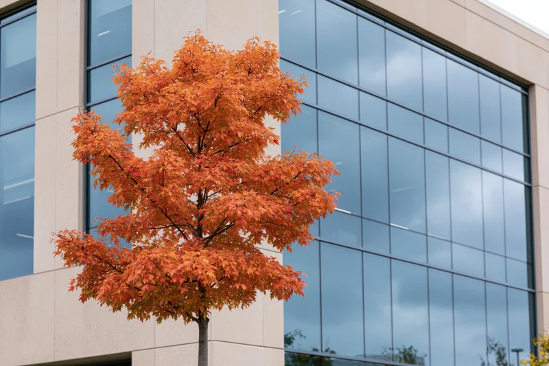 Maple tree with orange foliage in front of modern glass building