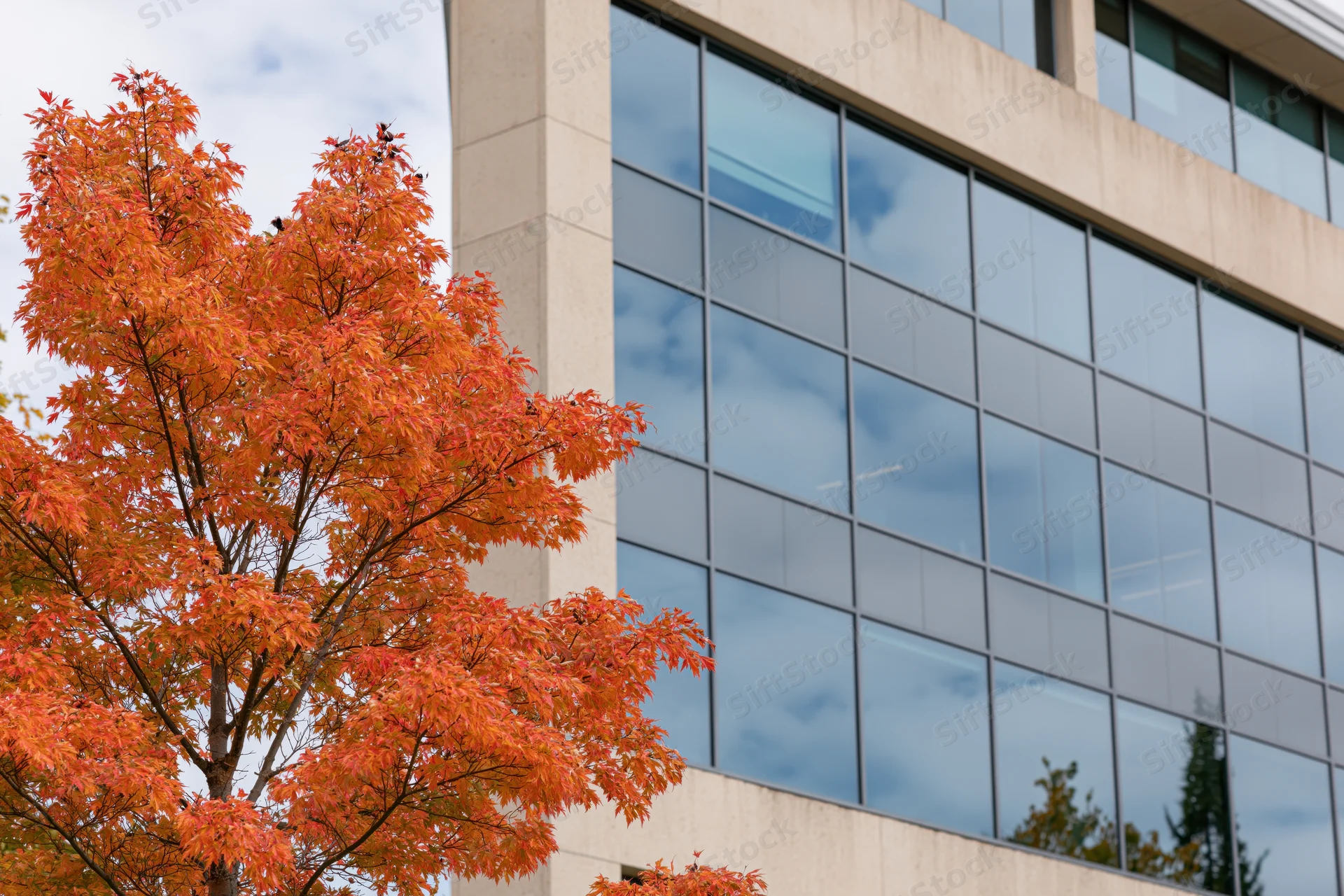 Autumn maple tree with vibrant orange foliage beside a modern glass and concrete building