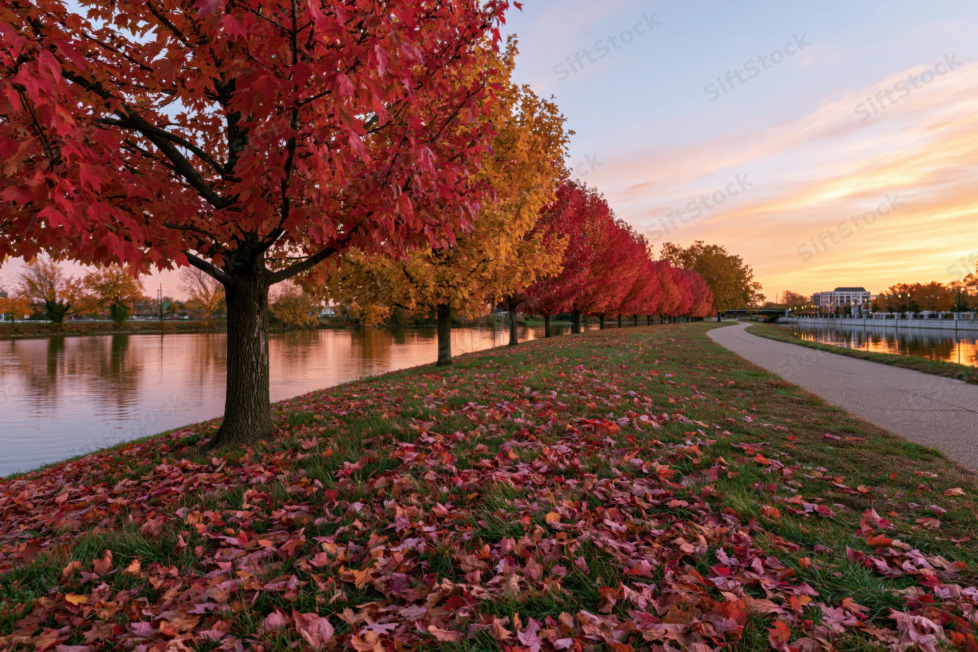 Maple trees with red and orange foliage lining a curved canal path in an urban park at sunset