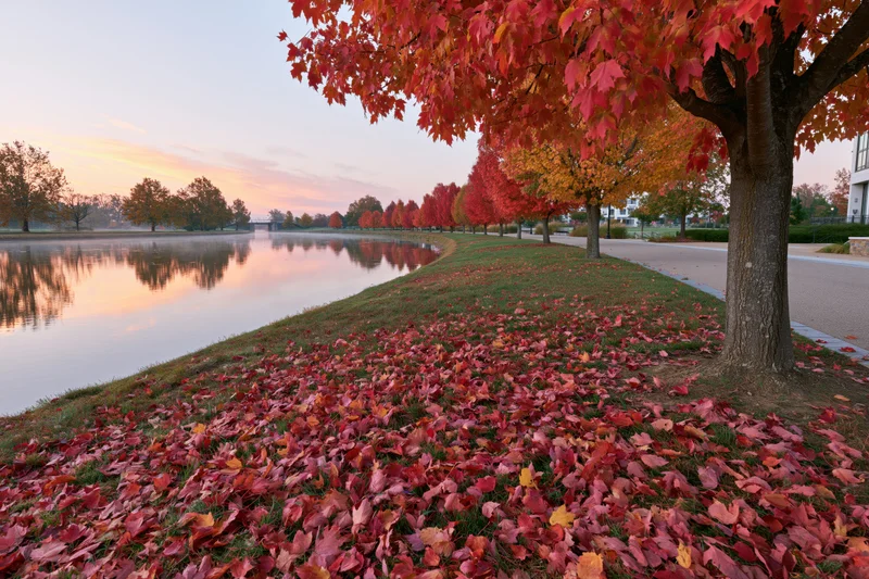 Autumn maple trees lining a curved urban canal path with fallen leaves on grass and water reflections at sunset