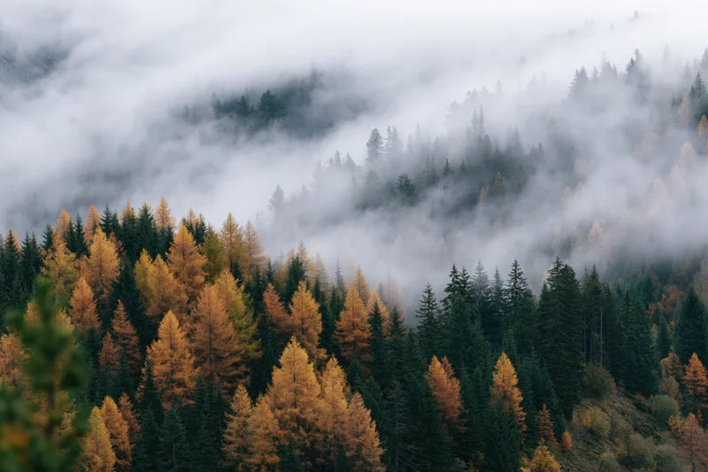 Autumn forest on misty mountains with golden and green trees in morning fog