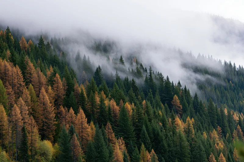 Autumn forest on misty mountains with golden and green trees