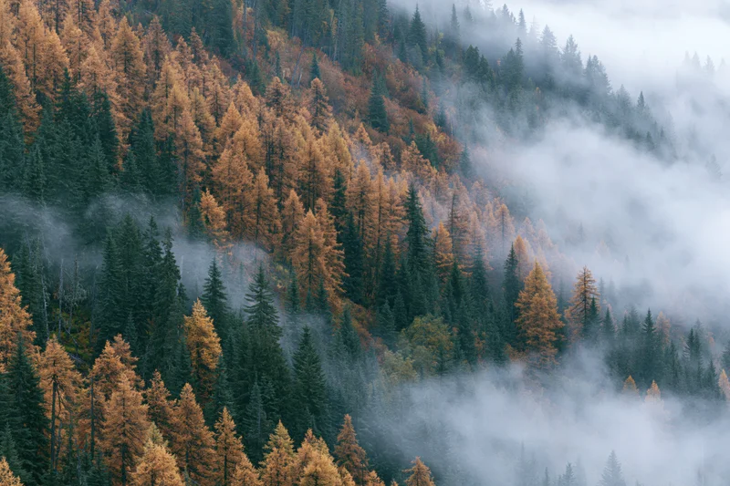 Autumn forest on mountain slopes blanketed in morning fog