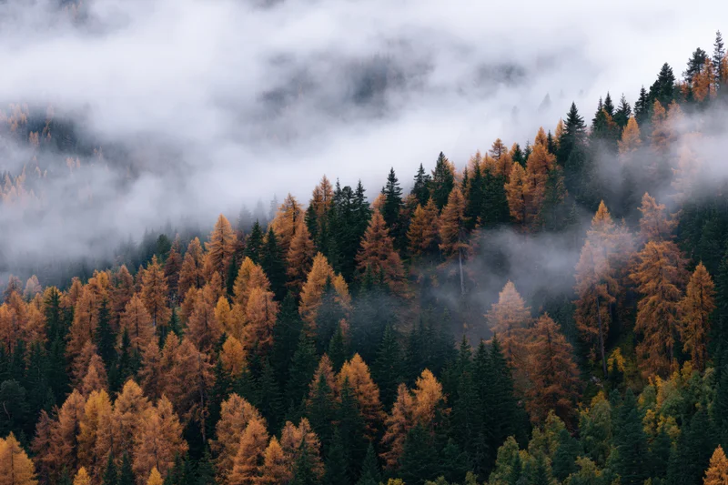 Autumn forest on mountain slopes blanketed in morning fog with golden and green trees
