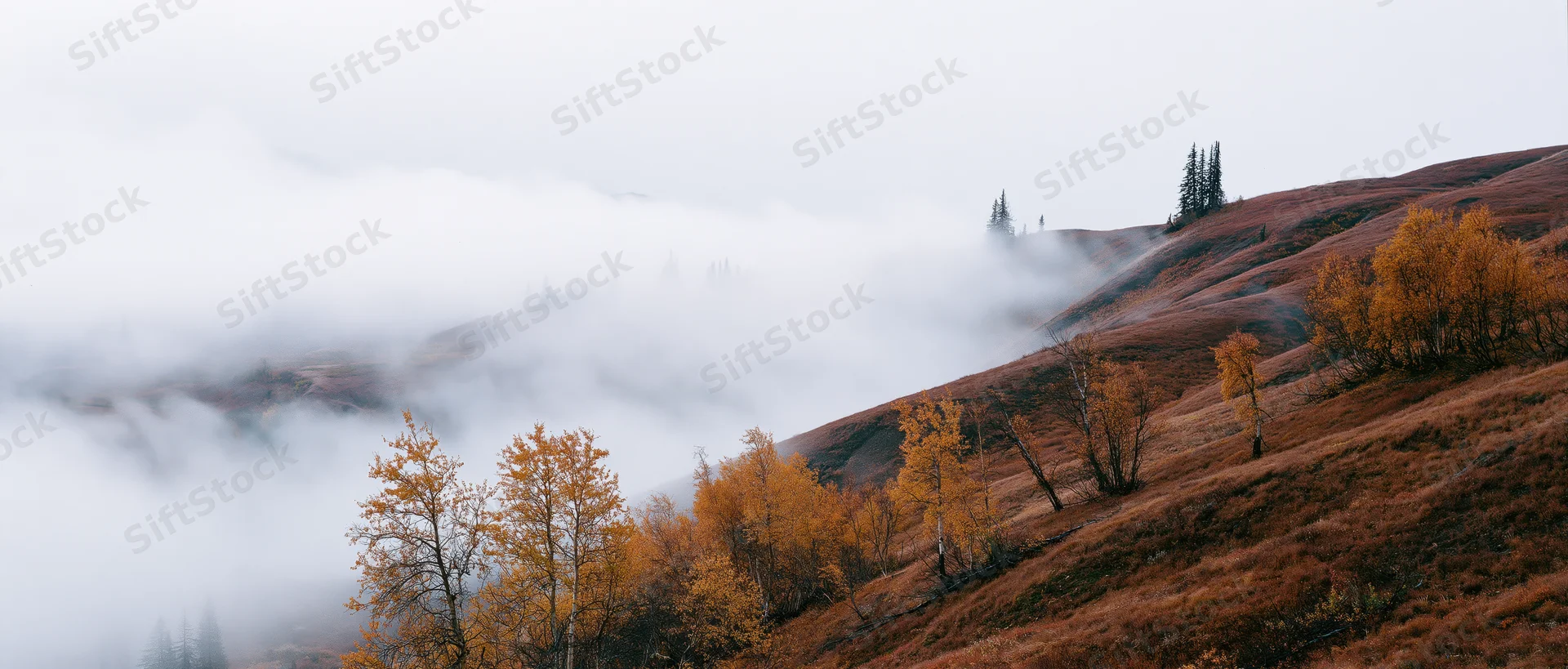 Autumn hillside covered in fog with golden trees and brown grass under overcast sky