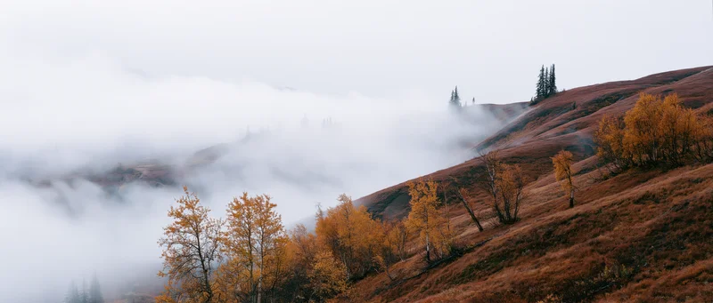 Autumn hillside covered in fog with golden trees and brown grass under overcast sky