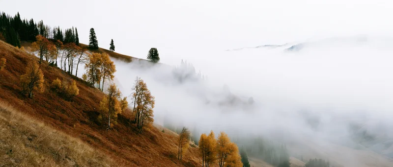 Autumn hillside with golden trees and fog covering the valley below