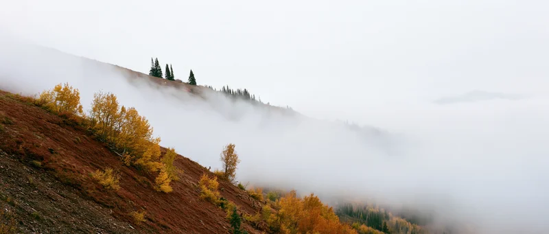 Autumn hillside with golden aspen trees and evergreens emerging from thick fog on a mountain slope