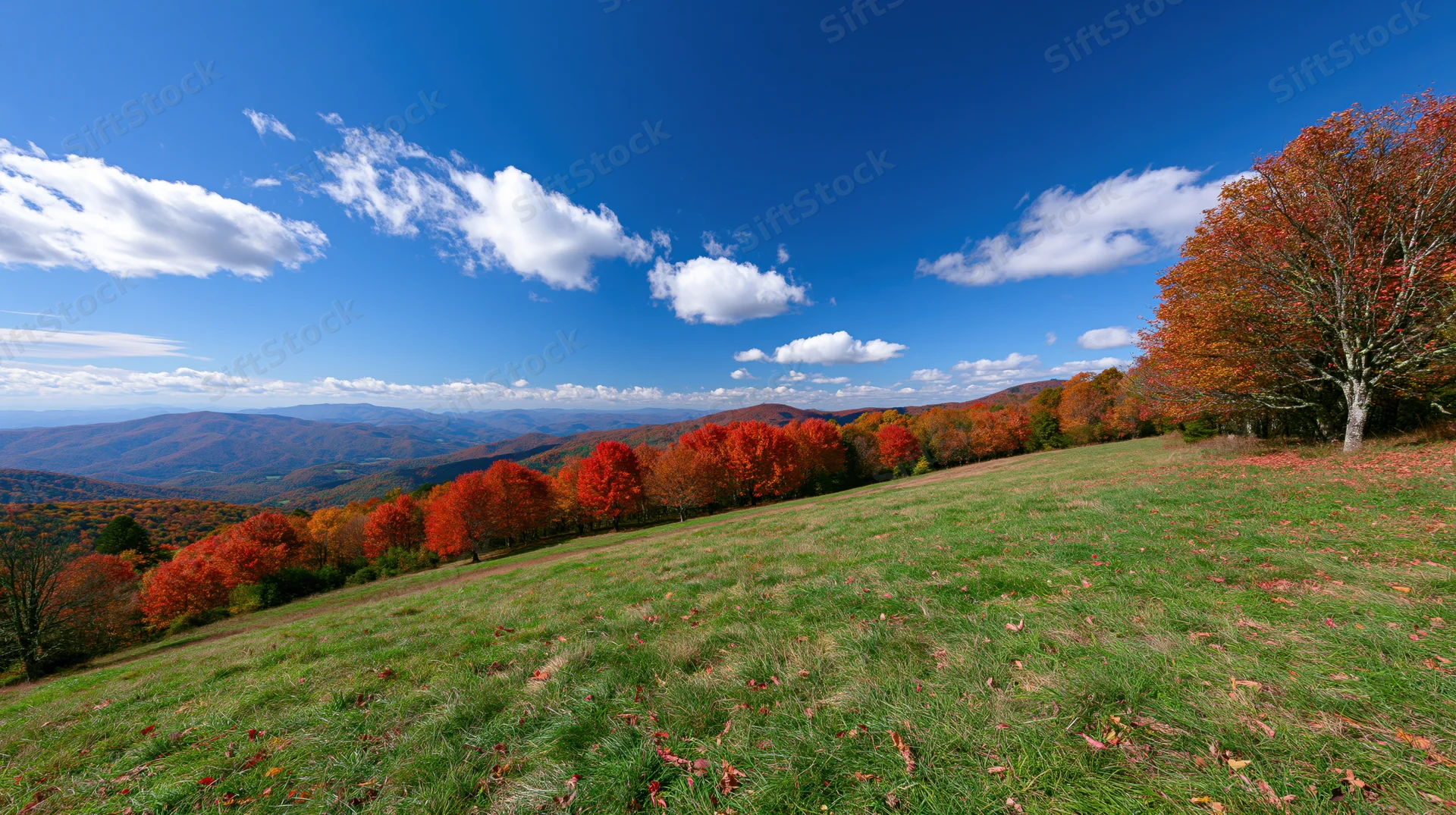 Grassy hillside meadow lined with colorful autumn trees under a blue sky with scattered clouds overlooking distant mountains