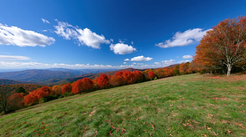 Grassy hillside meadow lined with colorful autumn trees under a blue sky with scattered clouds overlooking distant mountains