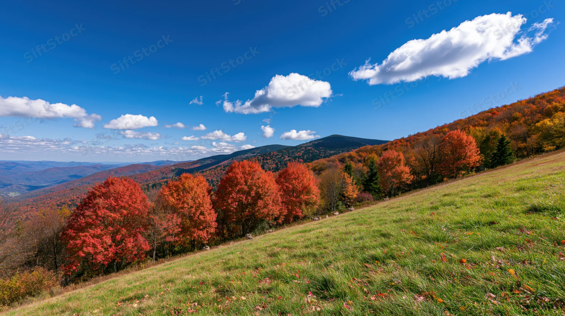 Autumn mountain landscape with grassy hillside meadow lined with colorful trees under blue sky with clouds