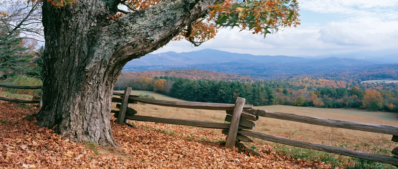Weathered deciduous tree beside wooden fence overlooking autumn mountain valley