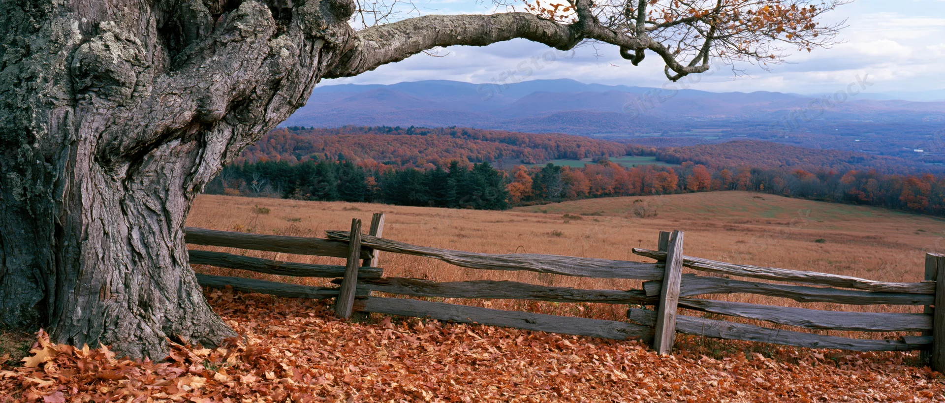 Weathered tree with sprawling branches overlooking autumn valley and wooden fence in rural landscape