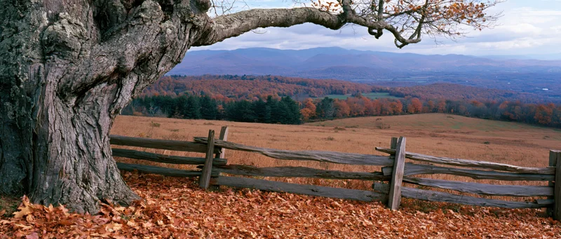 Weathered tree with sprawling branches overlooking autumn valley and wooden fence in rural landscape
