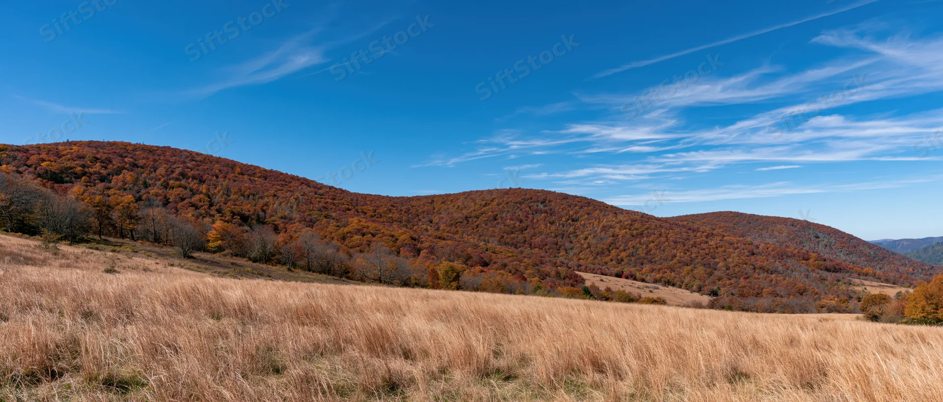 Rolling hills covered in autumn foliage under a blue sky with wispy clouds, overlooking a golden meadow