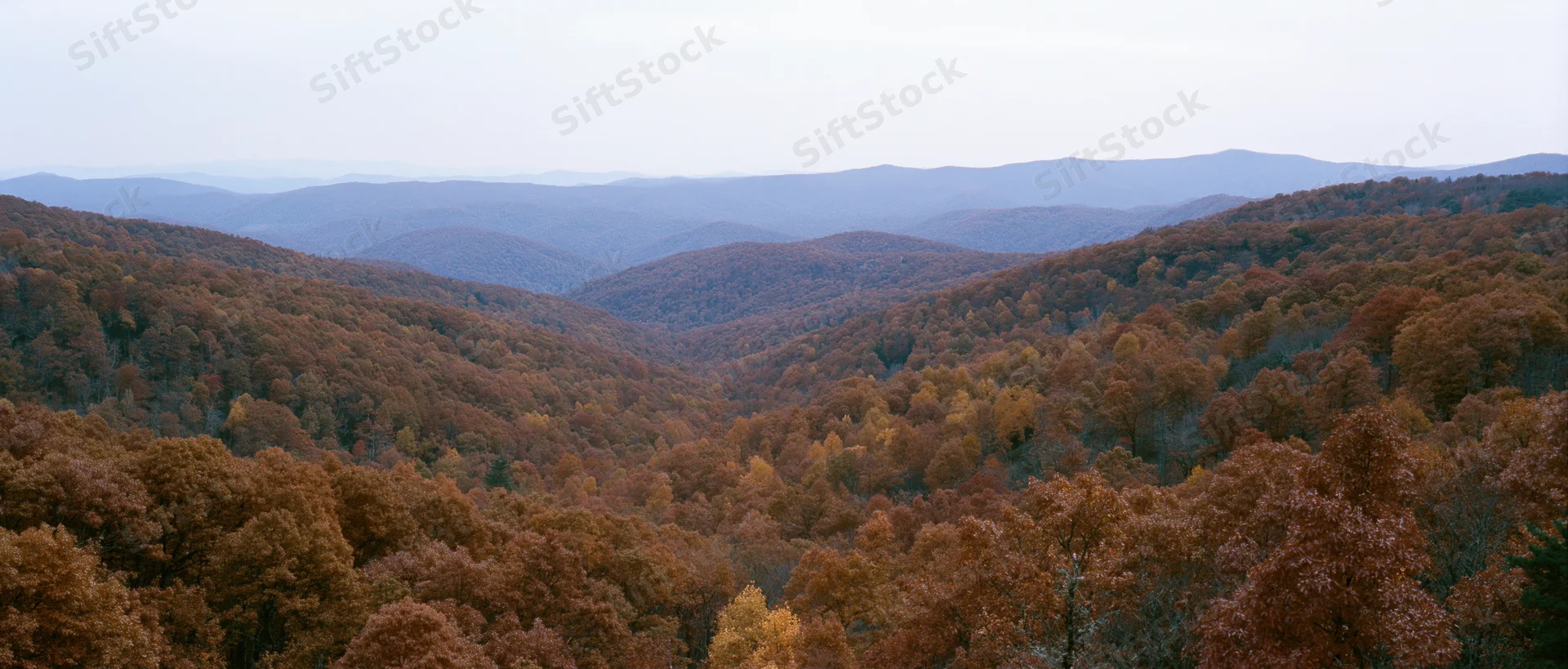 Autumn forest covering rolling mountains viewed from an elevated ridge