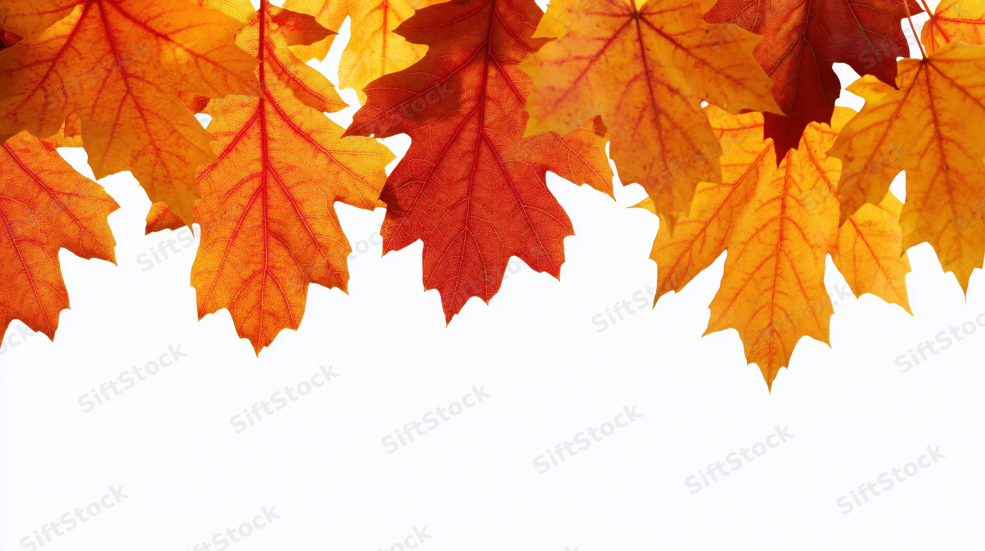 Autumn maple and oak leaves in vibrant fall colors arranged as a border across the top of a white background with copyspace below