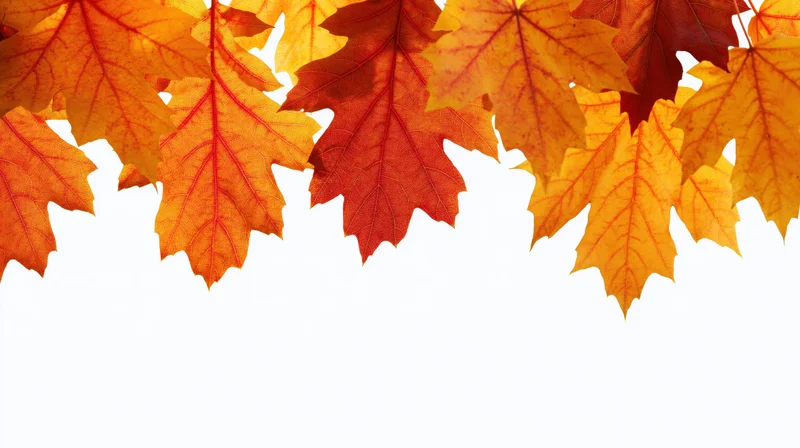 Autumn maple and oak leaves in vibrant fall colors arranged as a border across the top of a white background with copyspace below