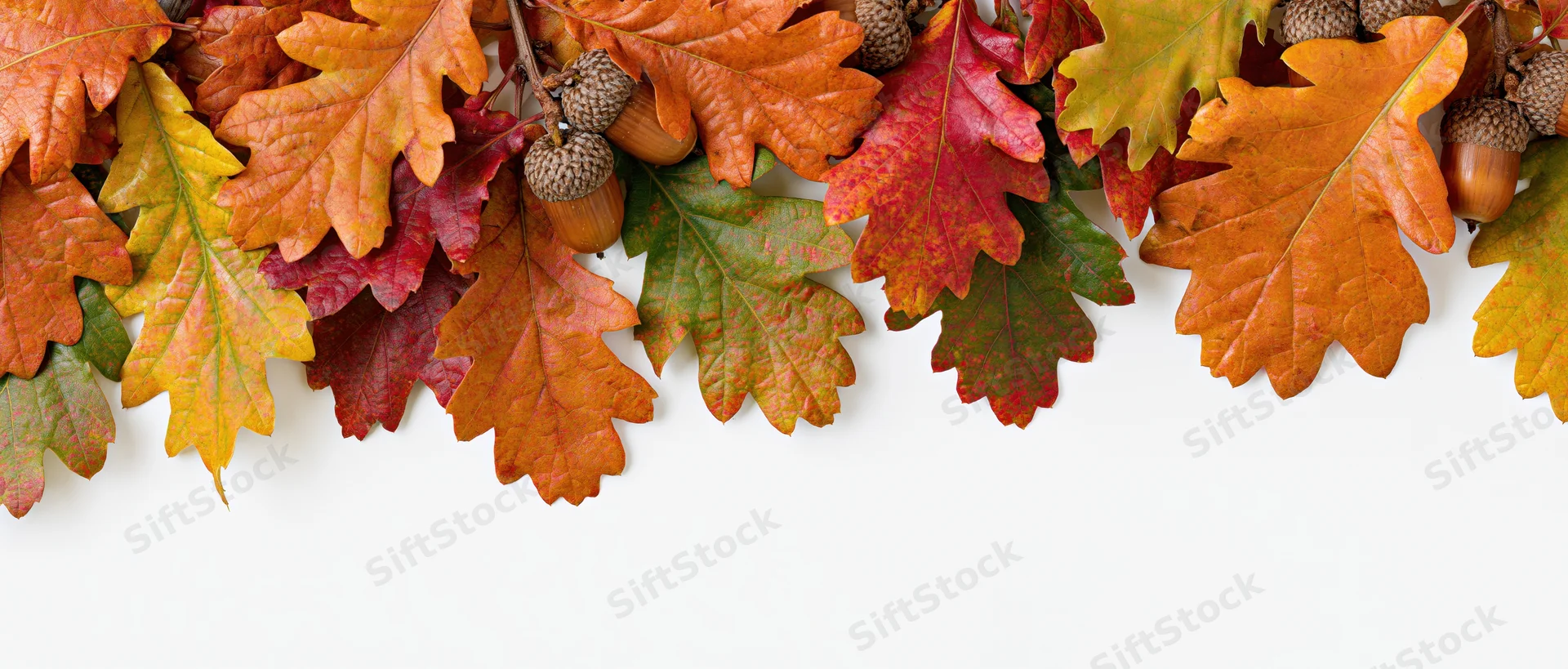 Autumn oak leaves and acorns arranged as a top border against white background with copyspace below