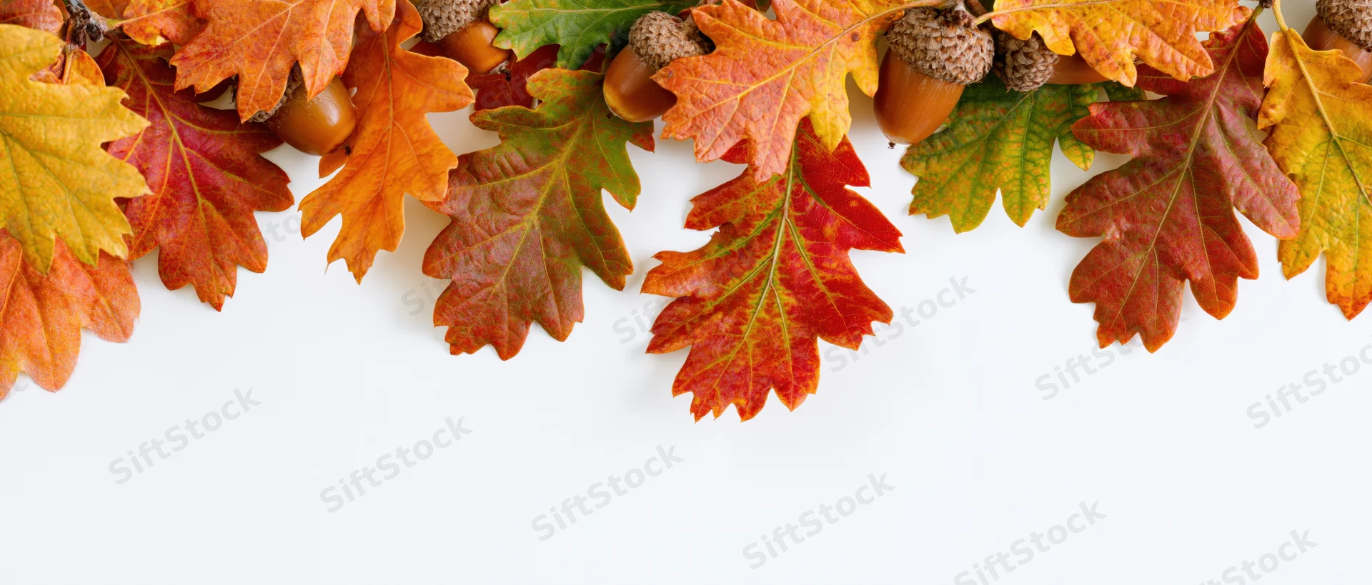 Autumn oak leaves and acorns arranged as a top border against white background with copyspace below