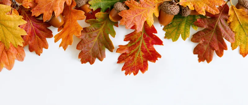 Autumn oak leaves and acorns arranged as a top border against white background with copyspace below