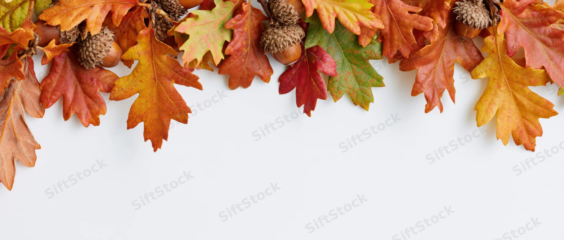 Autumn oak leaves and acorns arranged as a top border against a white background with copyspace below