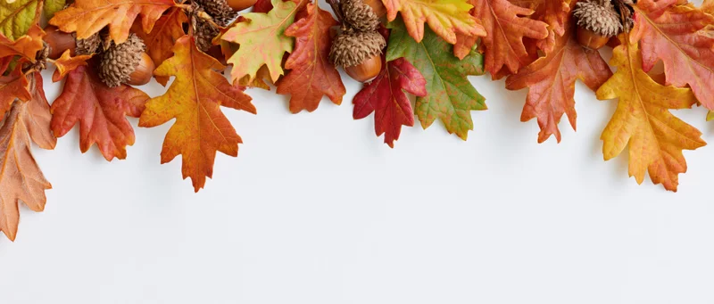 Autumn oak leaves and acorns arranged as a top border against a white background with copyspace below