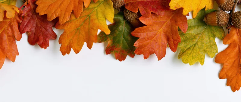 Autumn oak leaves and acorns arranged as a top border against white background with copyspace below
