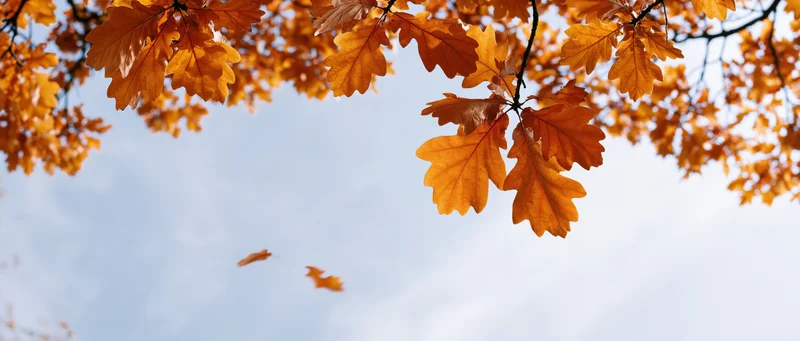 Autumn oak branches with golden-orange leaves against a blue sky