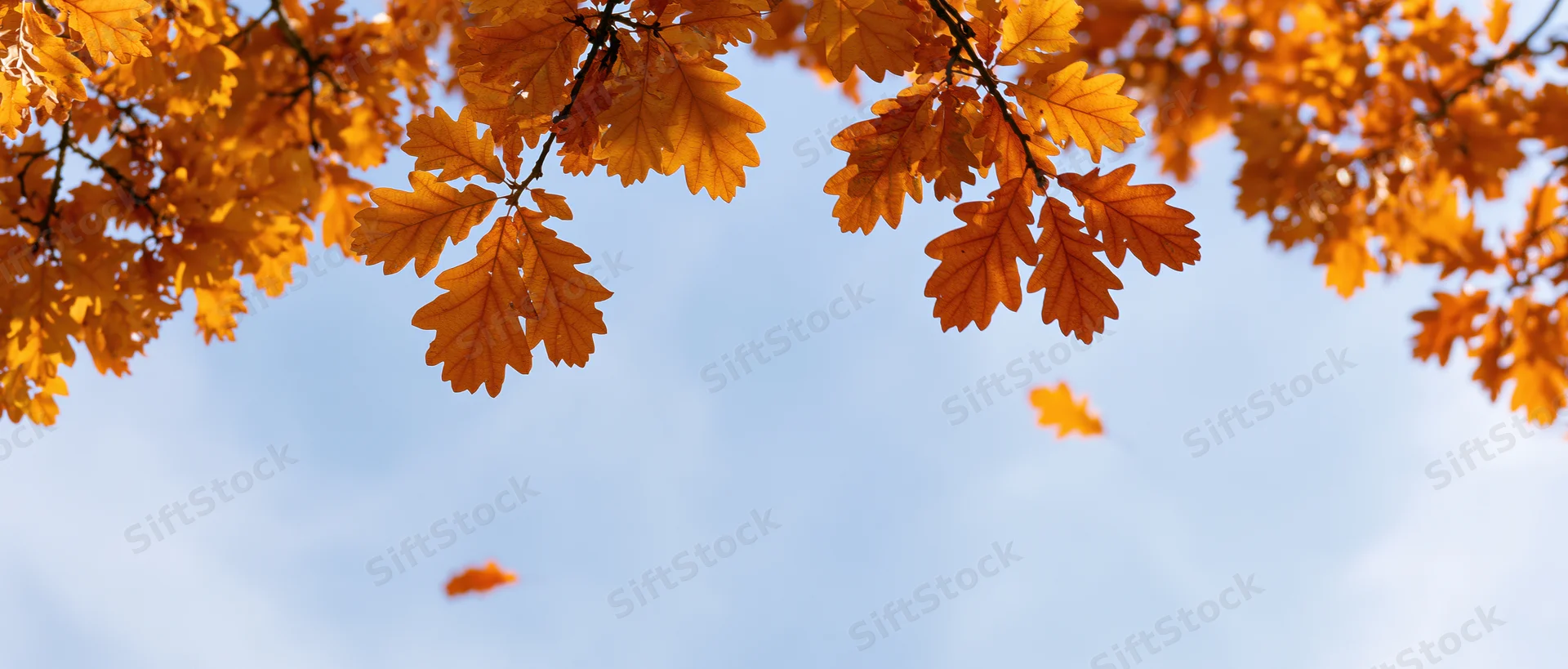 Golden-orange oak leaves on branches against a clear blue sky with a few falling leaves