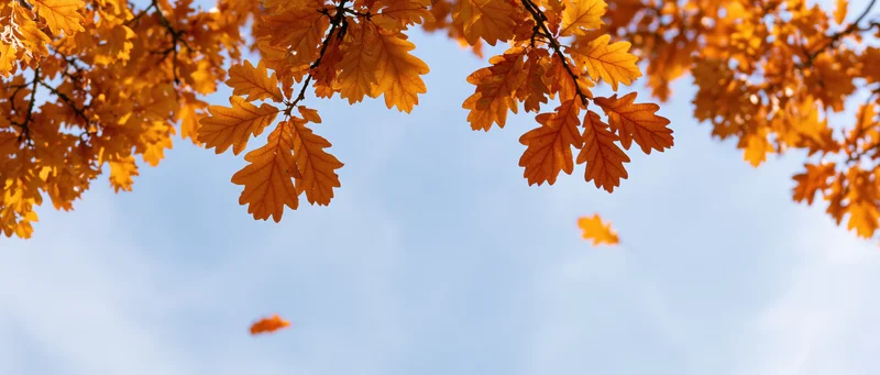 Golden-orange oak leaves on branches against a clear blue sky with a few falling leaves