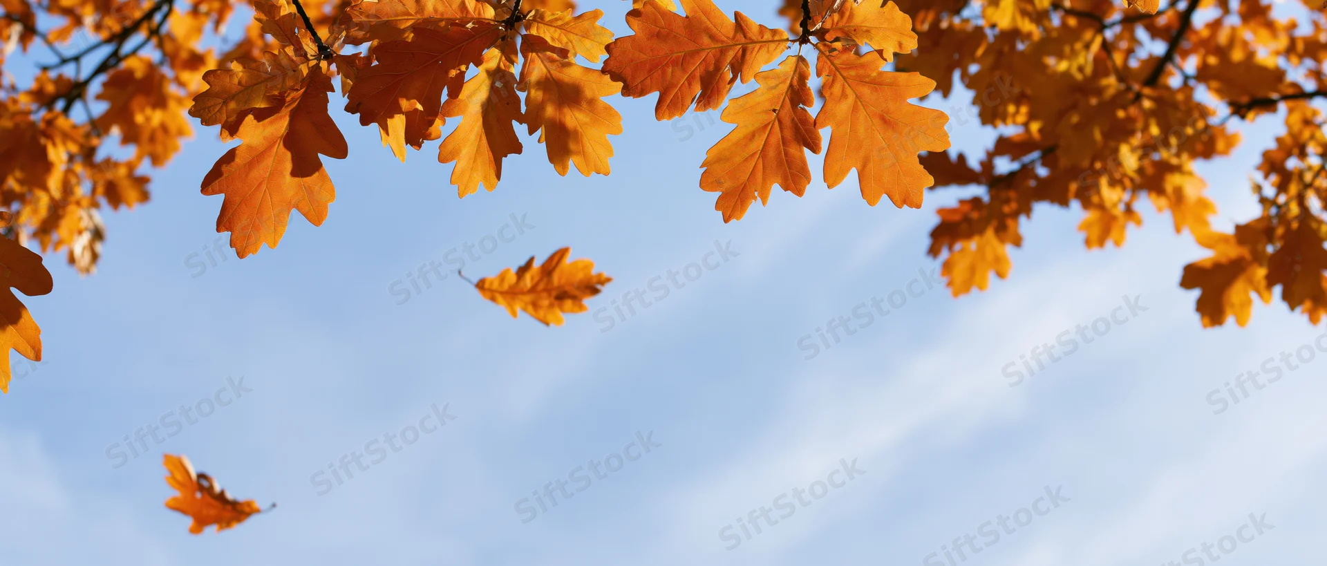 Golden oak leaves hanging from branches against a blue sky with a few falling leaves in autumn