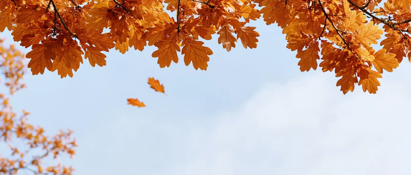 Autumn oak branches with golden-orange leaves framing a blue sky, some leaves falling in the breeze