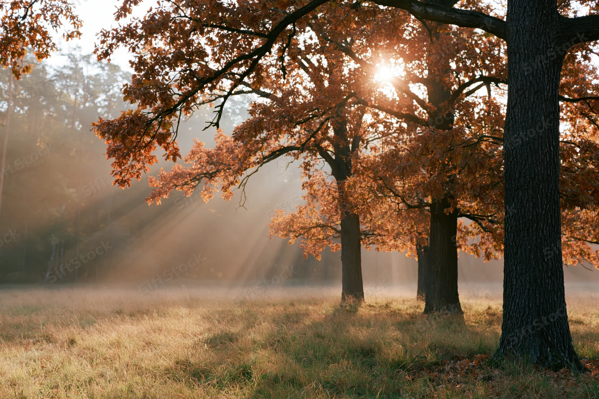 Oak trees with orange autumn foliage in misty forest meadow at sunrise