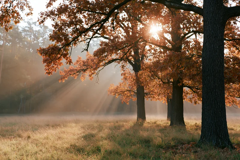 Oak trees with orange autumn foliage in misty forest meadow at sunrise