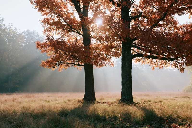 Two oak trees with orange foliage standing in a misty meadow at sunrise