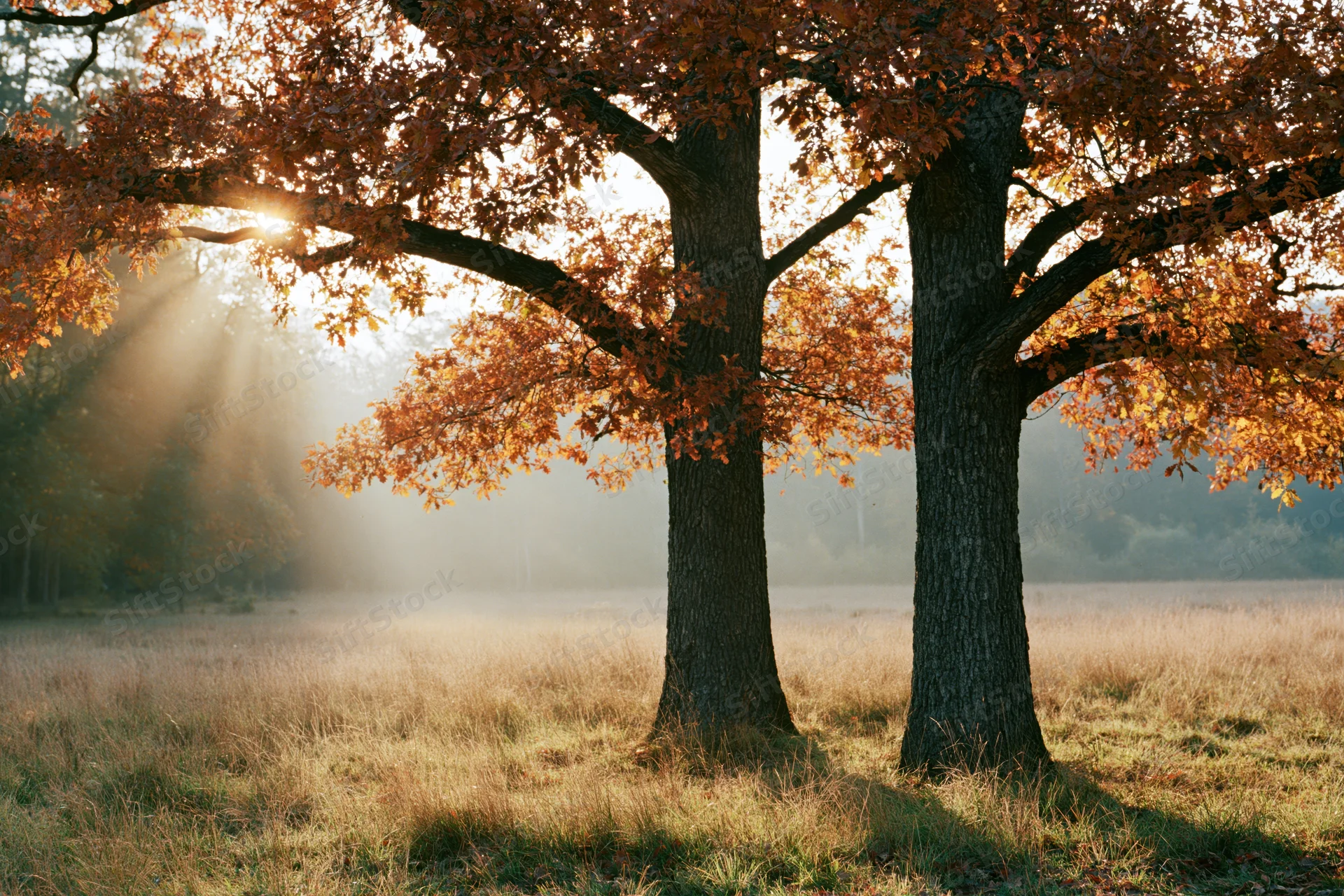Two oak trees with orange foliage in a misty meadow at sunrise