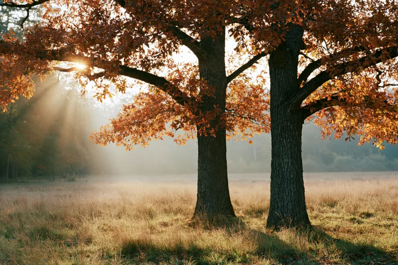 Two oak trees with orange foliage in a misty meadow at sunrise