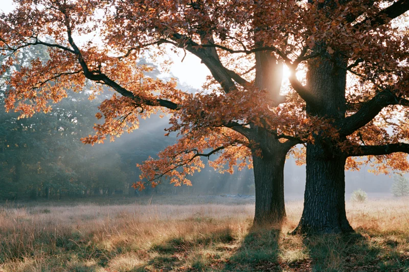 Two oak trees with orange autumn foliage in a misty meadow at sunrise