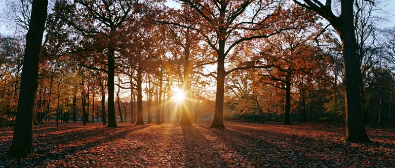 Sunlight bursting through autumn trees in a forest park at golden hour