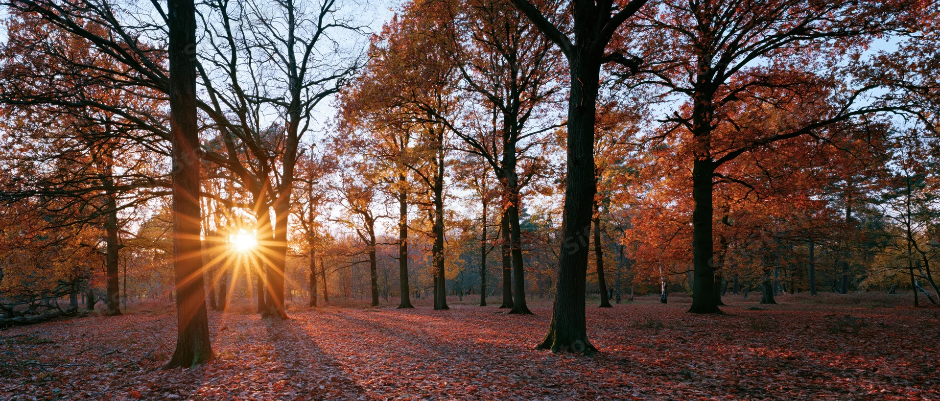Sunburst through autumn trees in a forest at golden hour