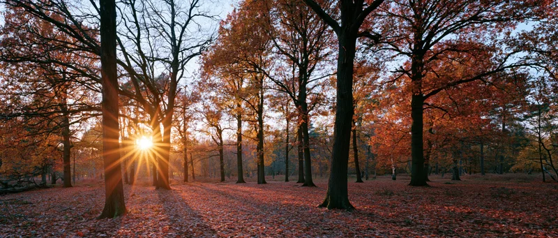 Sunburst through autumn trees in a forest at golden hour