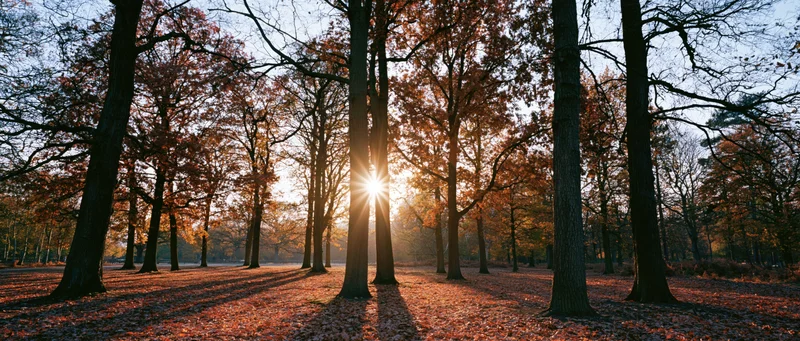 Sunlight bursting through autumn trees in a forest park at golden hour
