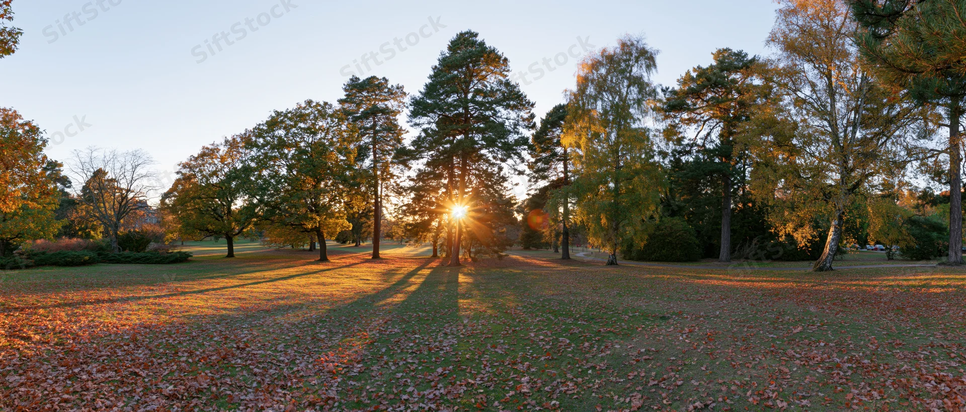 Autumn park landscape at golden hour with sun low on horizon casting long shadows across grassy field covered in fallen leaves