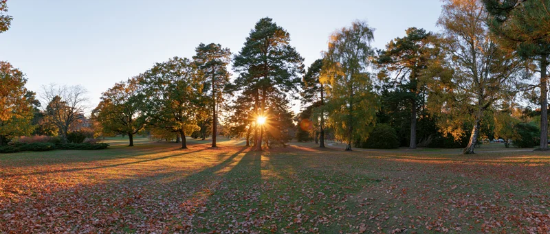 Autumn park landscape at golden hour with sun low on horizon casting long shadows across grassy field covered in fallen leaves