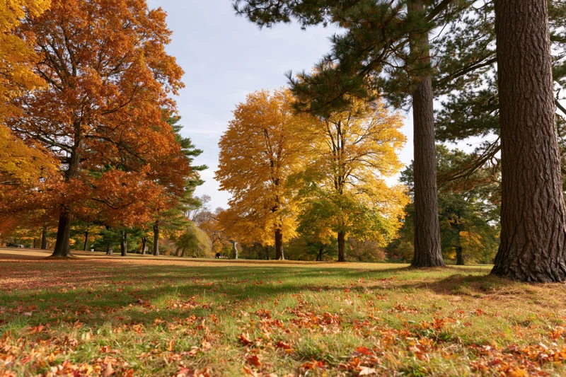 Autumn park landscape with broad-leafed trees in full fall color and scattered leaves on grassy ground