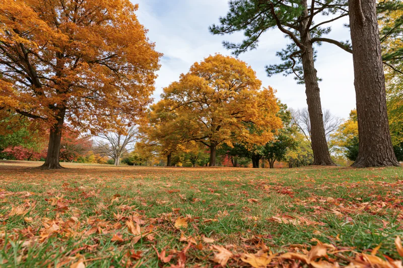 Autumn park landscape with broad-leafed trees in full fall color and fallen leaves covering the grassy ground
