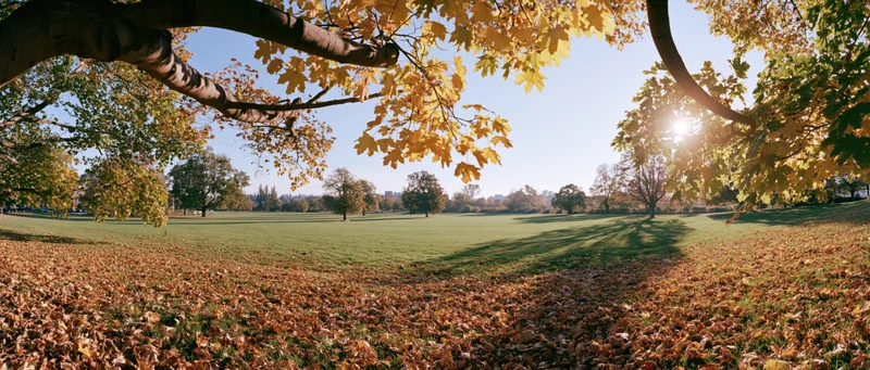 Autumn park landscape with fallen maple leaves carpeting the ground under golden trees and sunlight