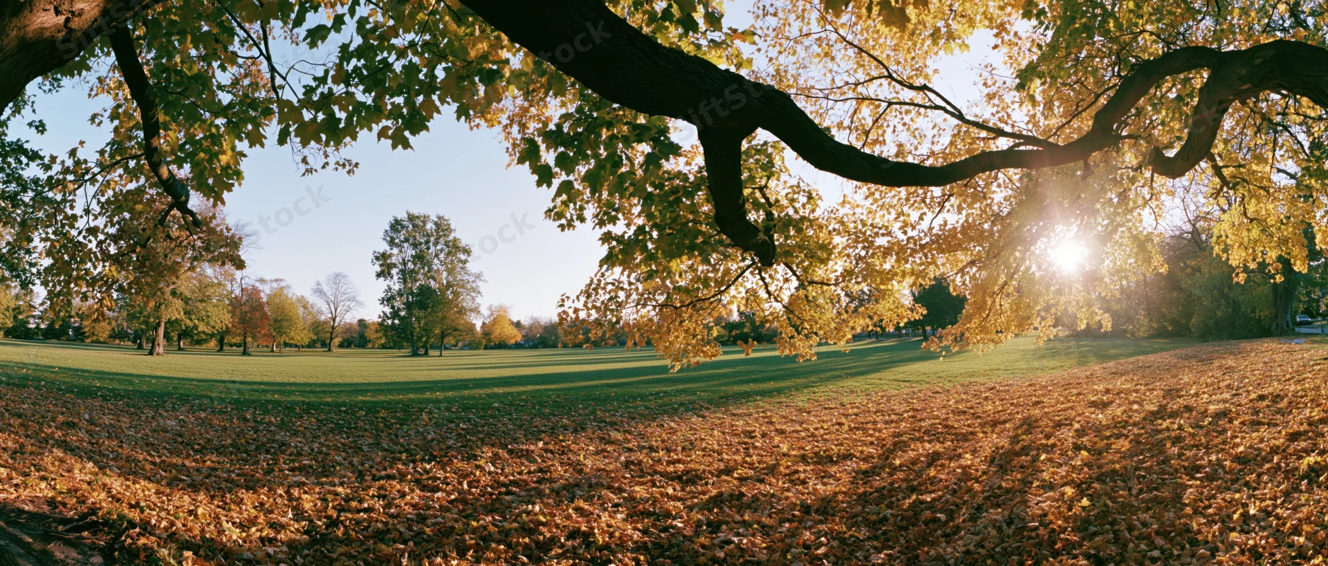 Autumn park landscape with fallen maple leaves carpeting the ground under golden sunlight