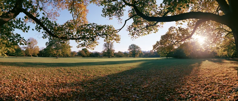 Autumn park landscape with fallen leaves covering grassy field under tree canopy at sunrise